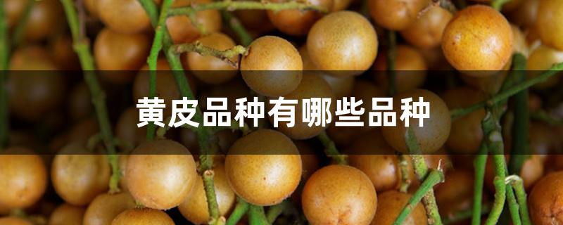 黄皮品种有哪些品种 黄皮品种有哪些品种