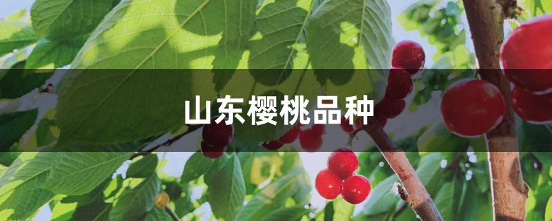 山东樱桃品种 山东樱桃品种
