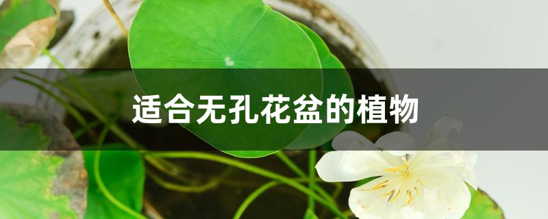 适合无孔花盆的植物 适合无孔花盆的植物