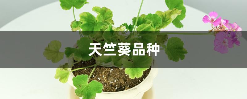 天竺葵品种