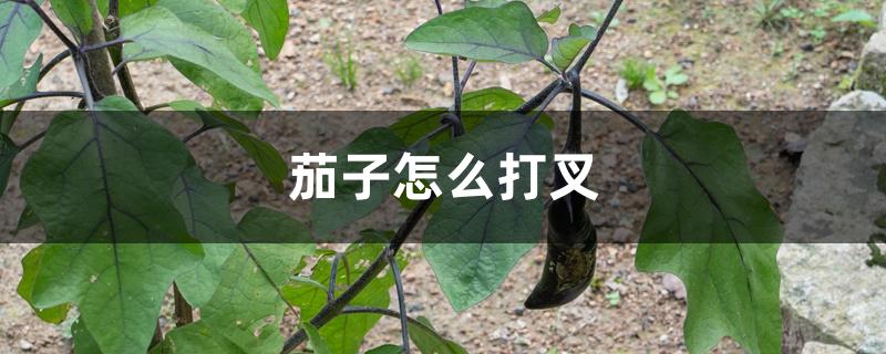 茄子怎么打叉 茄子怎么打叉
