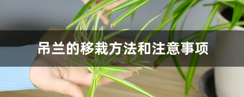 吊兰的移栽方法和注意事项 吊兰的移栽方法和注意事项