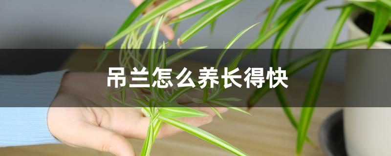 吊兰怎么养长得快 吊兰怎么养长得快
