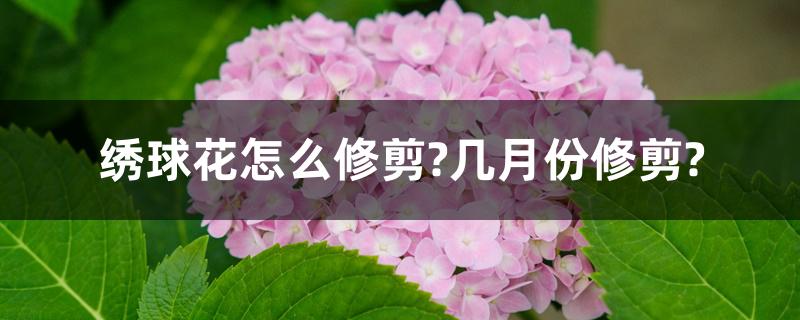 绣球花怎么修剪?几月份修剪?