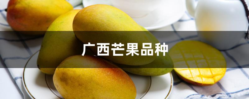 广西芒果品种 广西芒果品种