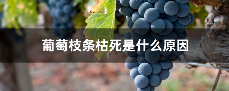 葡萄枝条枯死是什么原因 葡萄枝条枯死是什么原因