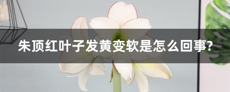 朱顶红叶子发黄变软是怎么回事? 朱顶红叶子发黄变软是怎么回事?