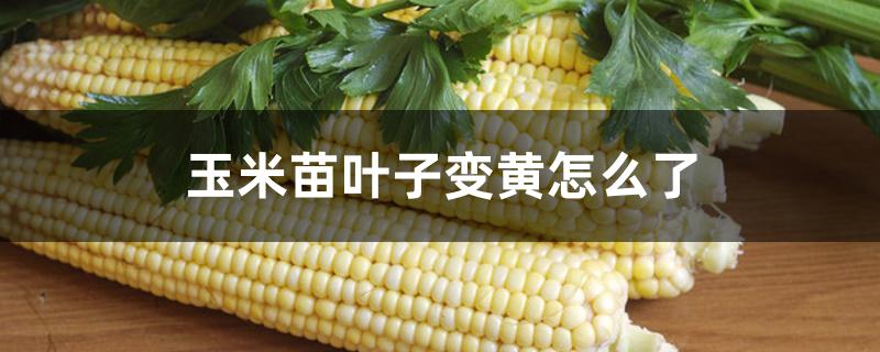 玉米苗叶子变黄怎么了 玉米苗叶子变黄怎么了