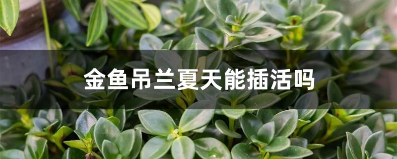 金鱼吊兰夏天能插活吗 金鱼吊兰夏天能插活吗