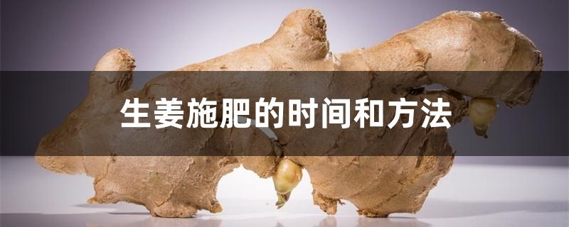 生姜施肥的时间和方法 生姜施肥的时间和方法