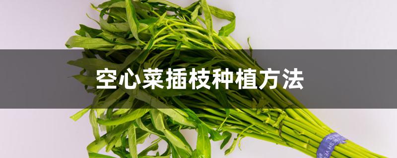 空心菜插枝种植方法 空心菜插枝种植方法