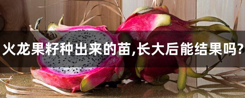 火龙果籽种出来的苗,长大后能结果吗? 火龙果籽种出来的苗,长大后能结果吗?
