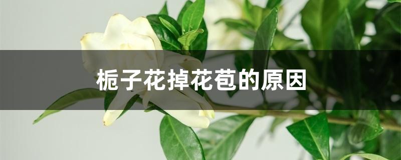 栀子花的花苞没有开就脱落了是怎么回事 栀子花的花苞没有开就脱落了是怎么回事