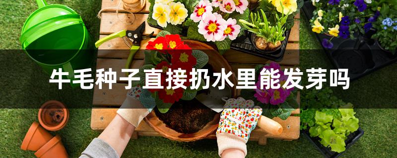 牛毛种子直接扔水里能发芽吗 牛毛种子直接扔水里能发芽吗