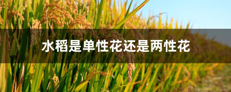 水稻是单性花还是两性花 水稻是单性花还是两性花