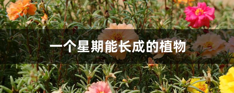 一个星期能长成的植物 一个星期能长成的植物