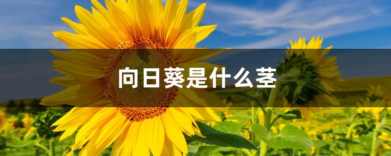 向日葵是什么茎 向日葵是什么茎