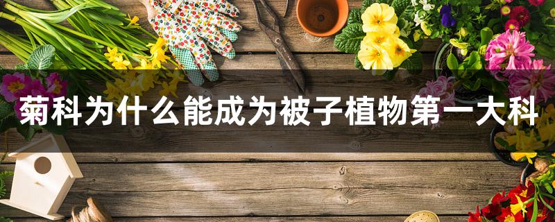 菊科为什么能成为被子植物第一大科 菊科为什么能成为被子植物第一大科