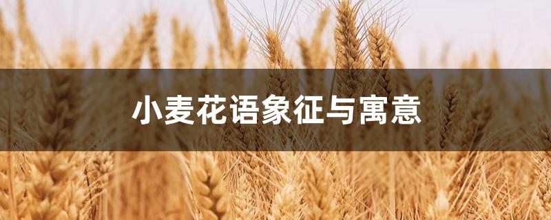 小麦花语象征与寓意 小麦花语象征与寓意