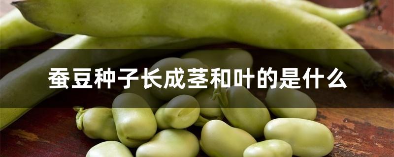 蚕豆种子长成茎和叶的是什么 蚕豆种子长成茎和叶的是什么