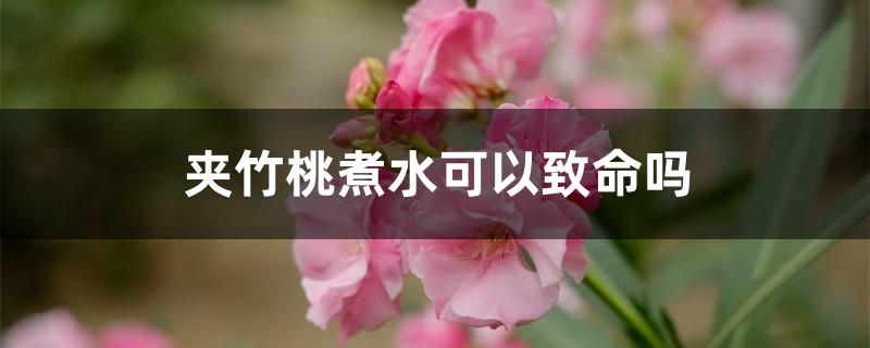 夹竹桃煮水可以致命吗 夹竹桃煮水可以致命吗