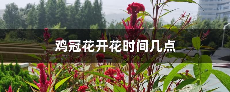 鸡冠花开花时间几点 鸡冠花开花时间几点