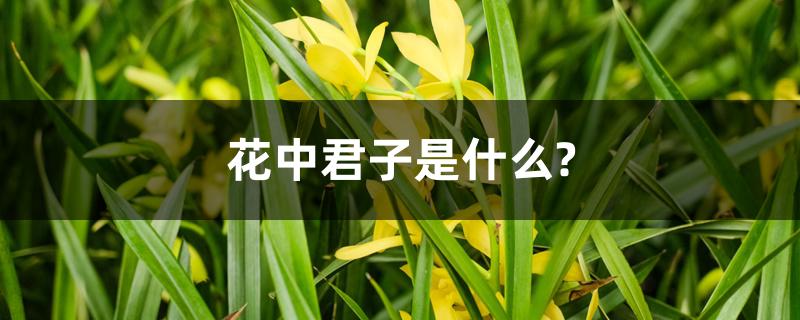 花中君子是什么? 花中君子是什么?