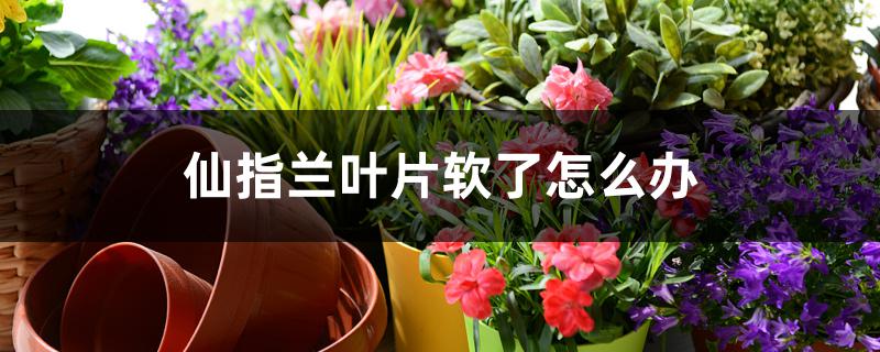 仙指兰叶片软了怎么办 仙指兰叶片软了怎么办