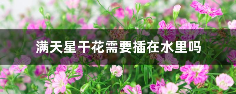 满天星干花需要插在水里吗