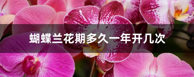 蝴蝶兰花期多久一年开几次 蝴蝶兰花期多久一年开几次