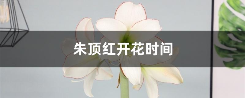 朱顶红开花时间 朱顶红开花时间