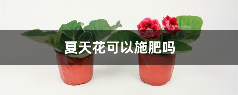 夏天花可以施肥吗 夏天花可以施肥吗