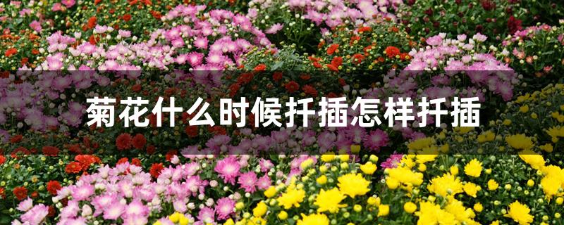菊花什么时候扦插怎样扦插 菊花什么时候扦插怎样扦插