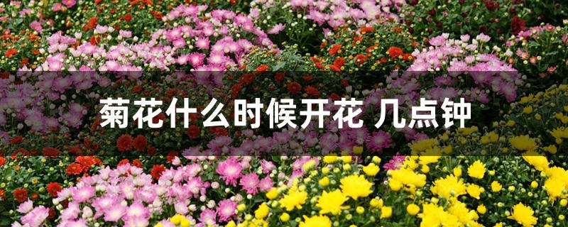 菊花什么时候开花 几点钟 菊花什么时候开花 几点钟
