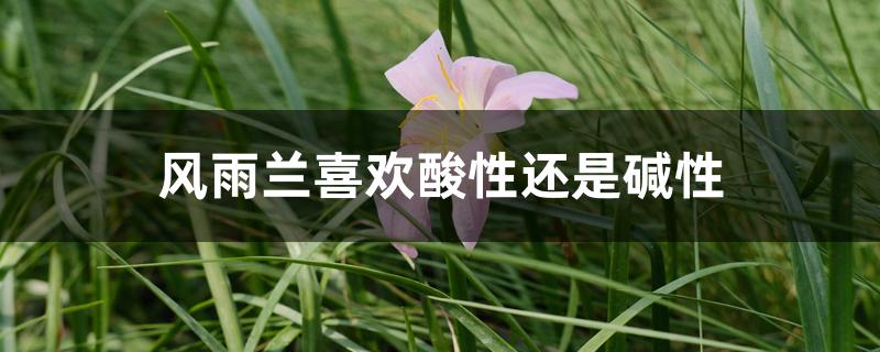 风雨兰喜欢酸性还是碱性