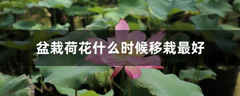 盆栽荷花什么时候移栽最好 盆栽荷花什么时候移栽最好