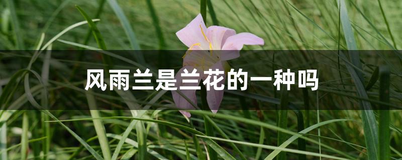 风雨兰是兰花的一种吗 风雨兰是兰花的一种吗