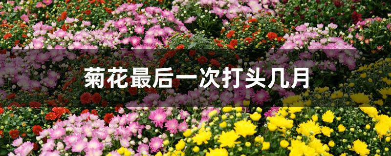 菊花最后一次打头几月 菊花最后一次打头几月