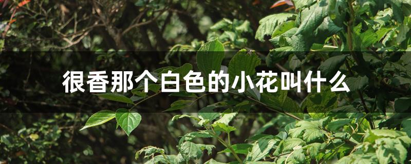 很香那个白色的小花叫什么