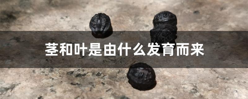 茎和叶是由什么发育而来 茎和叶是由什么发育而来