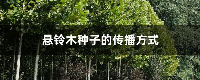 悬铃木种子的传播方式 悬铃木种子的传播方式