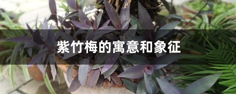 紫竹梅的寓意和象征 紫竹梅的寓意和象征