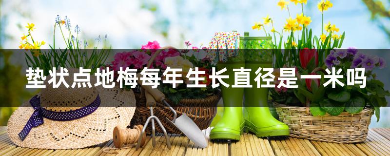 垫状点地梅每年生长直径是一米吗 垫状点地梅每年生长直径是一米吗