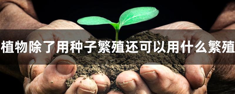 植物除了用种子繁殖还可以用什么繁殖 植物除了用种子繁殖还可以用什么繁殖