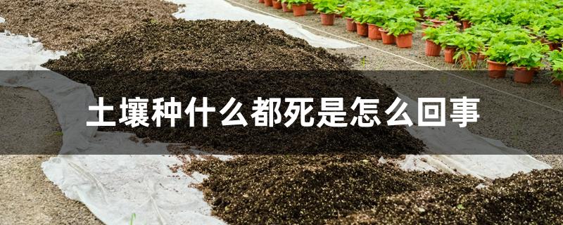 土壤种什么都死是怎么回事 土壤种什么都死是怎么回事