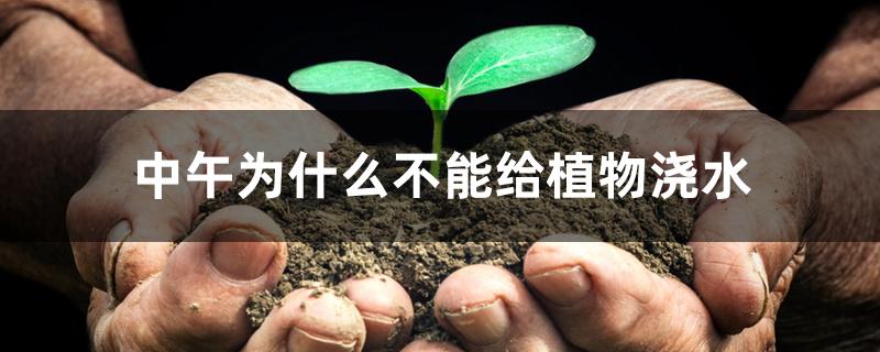 中午为什么不能给植物浇水 中午为什么不能给植物浇水