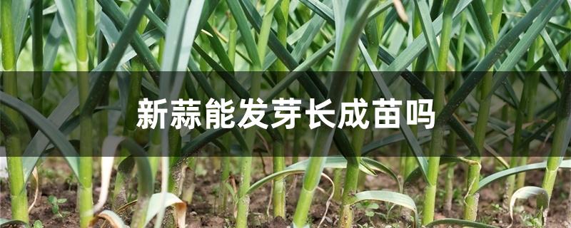 新蒜能发芽长成苗吗 新蒜能发芽长成苗吗