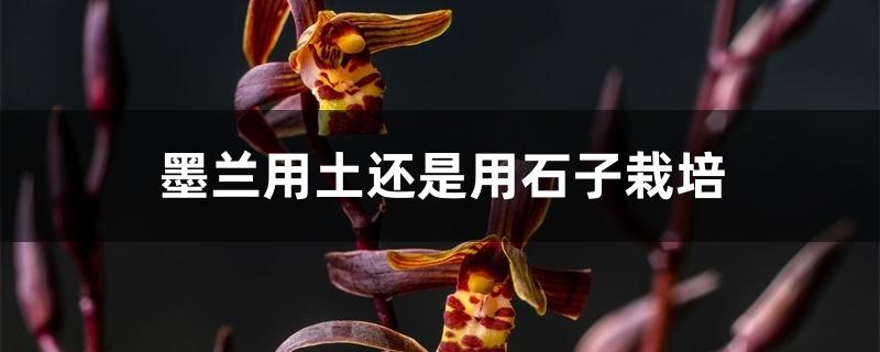 墨兰用土还是用石子栽培 墨兰用土还是用石子栽培