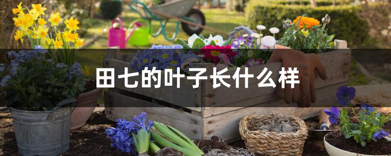 田七的叶子长什么样 田七的叶子长什么样