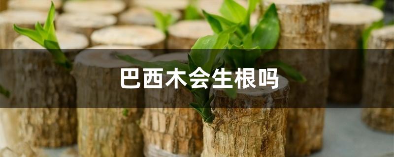 巴西木会生根吗 巴西木会生根吗